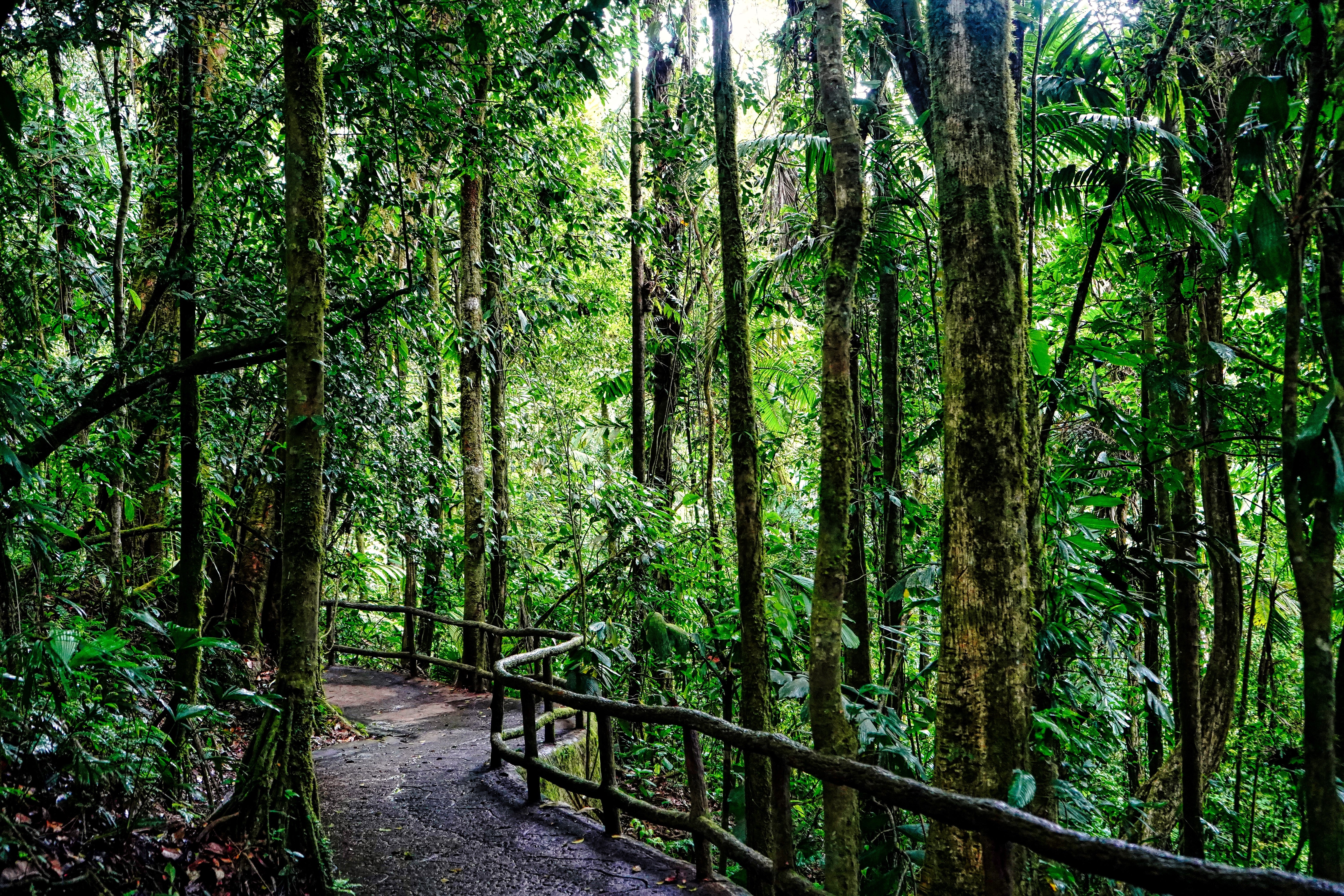 Jungle Trail - La Fortuna, Costa Rica