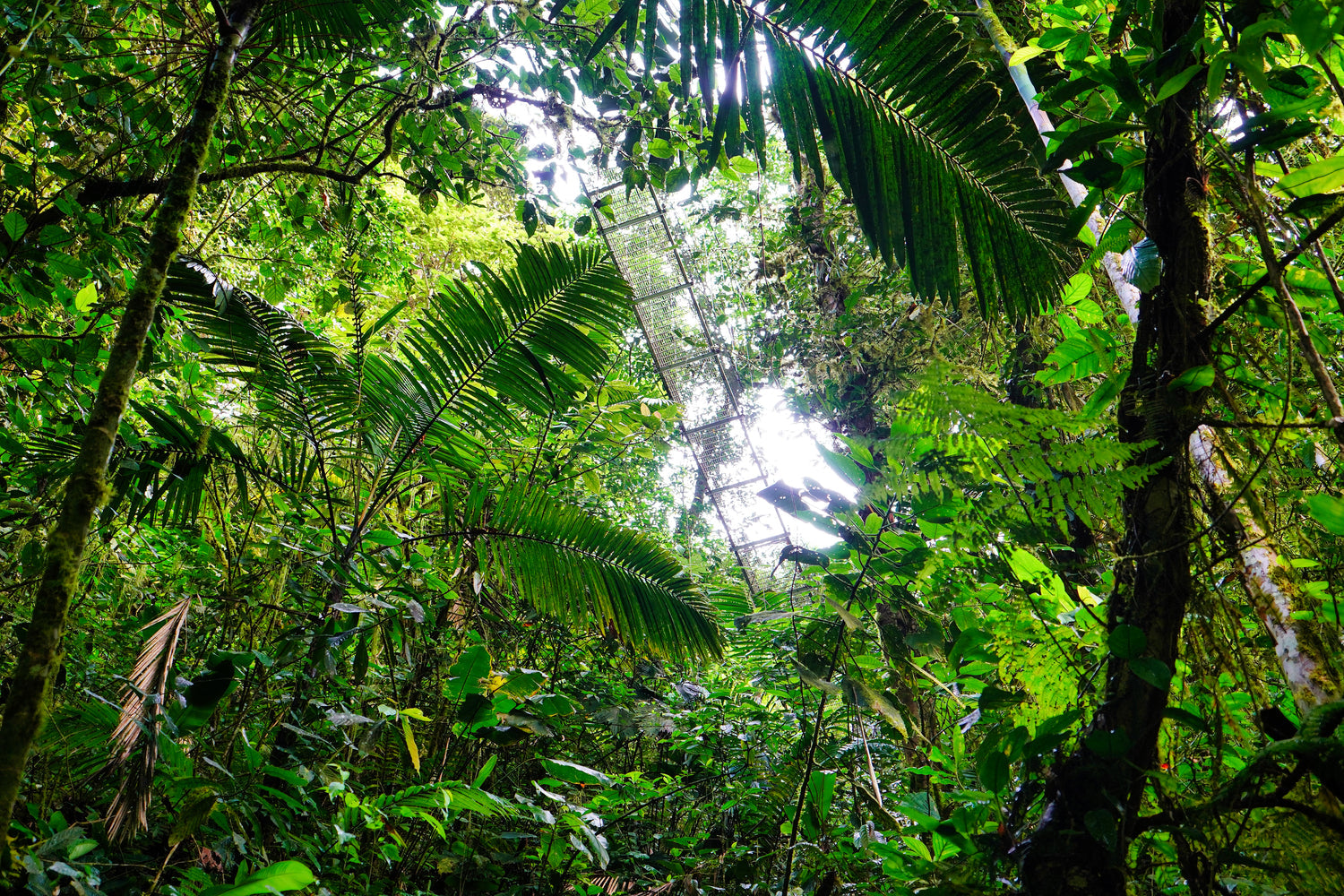 Under the Canopy Bridge - Mistico Park, Costa Rica