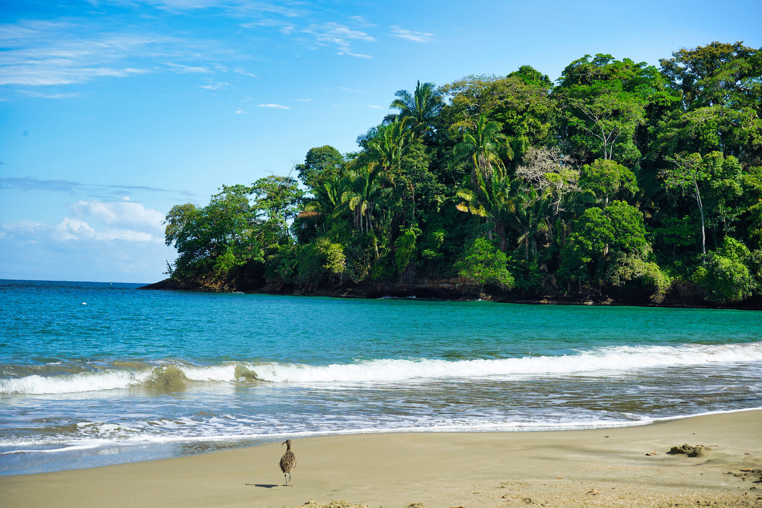 Coastal Serenity - Punta Uva Beach, Costa Rica