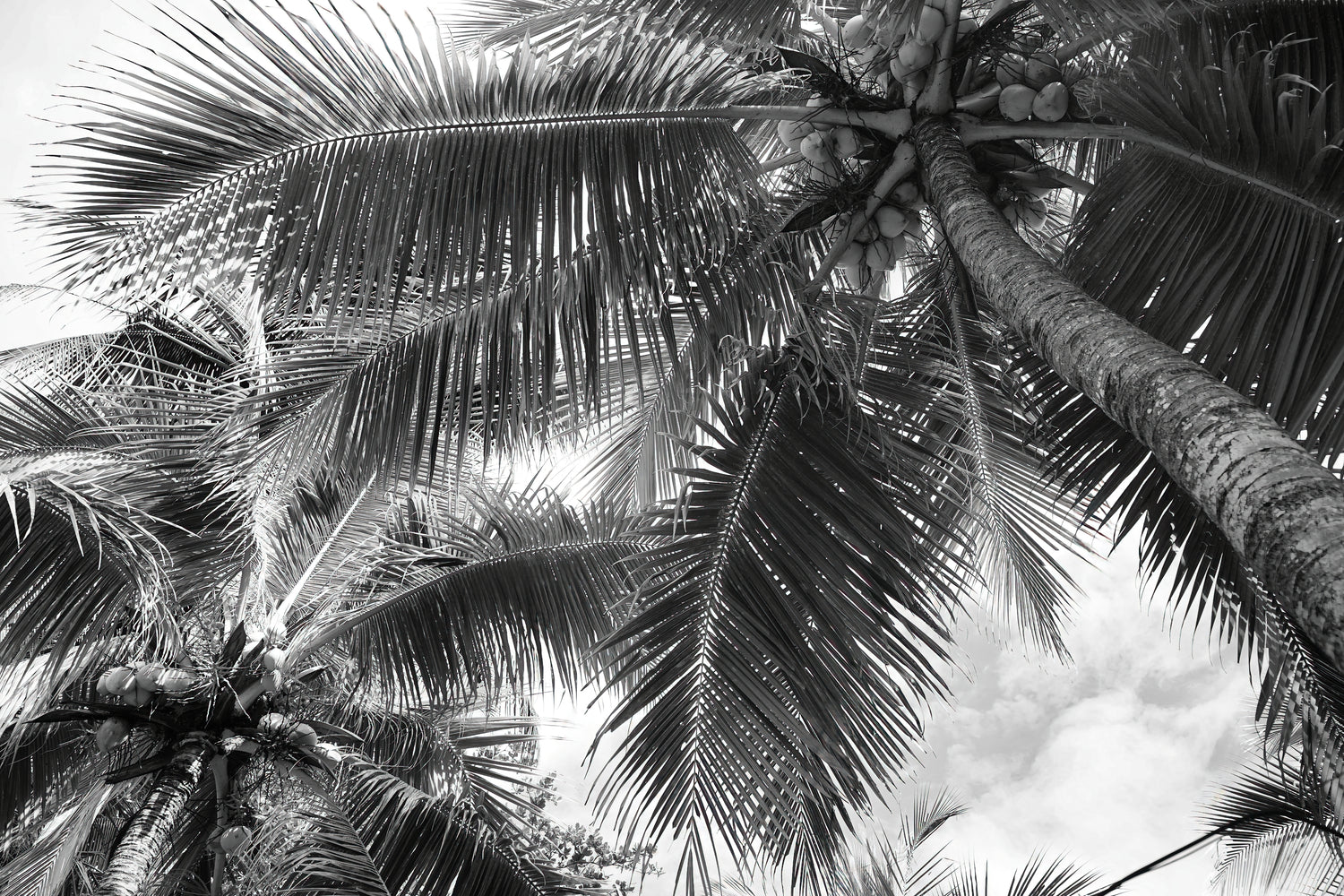 Canopy Reverie B&W - Costa Rica