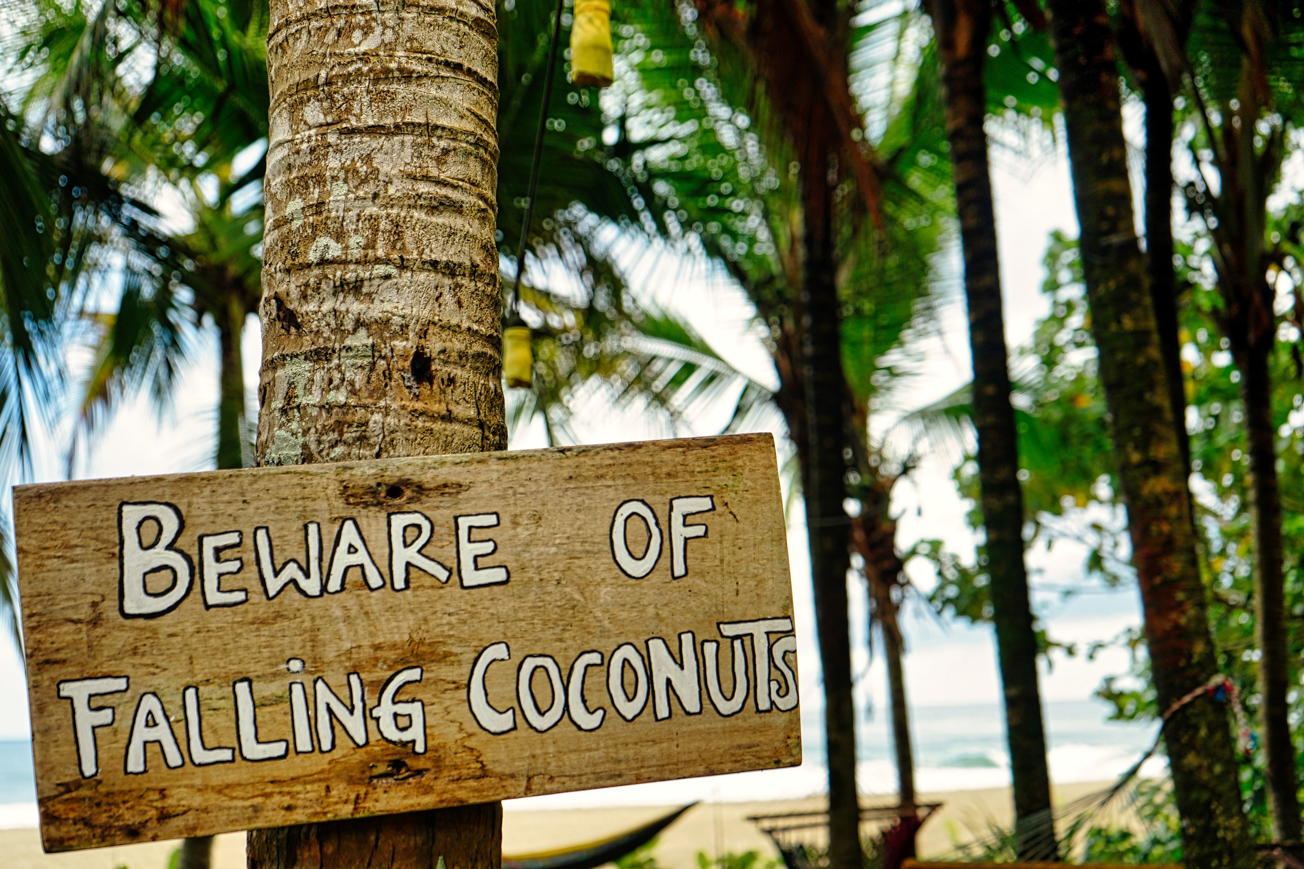 Beware of Falling Coconuts - Playa Cocles, Costa Rica