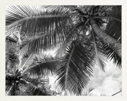 Fine Art Framed Prints: With or Without Mat