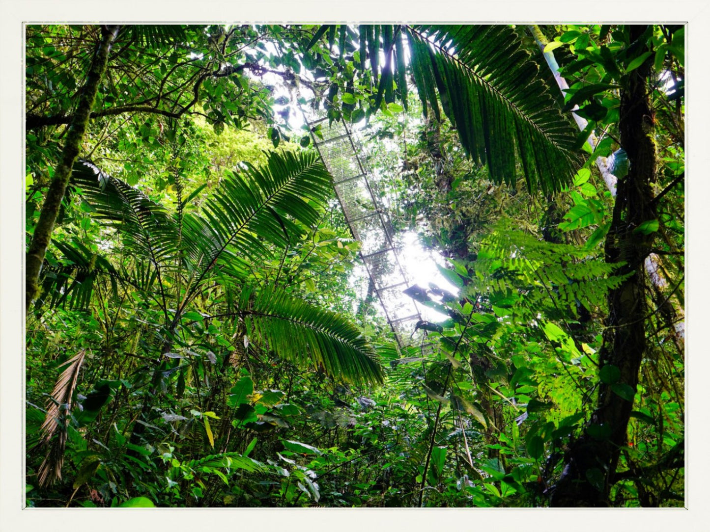 Fine Art Framed Prints: With or Without Mat
